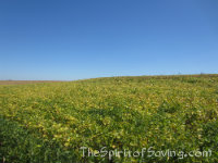 A large green and yellow field under a clear blue sky at Bloom Where You\'re Planted Pumpkin Patch.