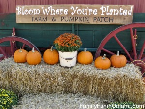 A sign on a green wagon behind a fall display that reads, Bloom Where Your\'re Planted Farm and Pumpkin Patch.