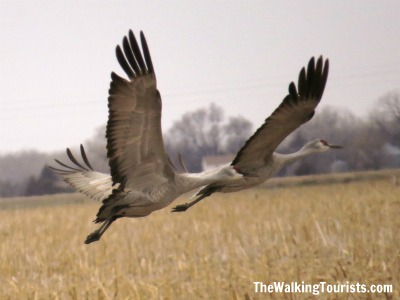 Two cranes flying over a field. 