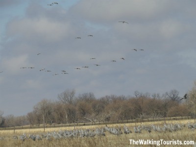A flock of birds flying over a field.