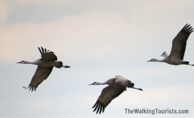 A flock of cranes flying in the sky