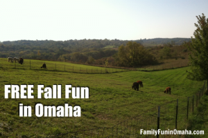 A herd of cattle grazing on a lush green field with overlay text that reads Free Fall Fun in Omaha