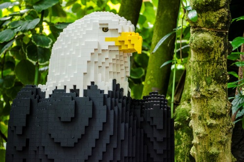 A close up of a Lego eagle at Nature Connects 2 LEGO Exhibit at Lauritzen Gardens.