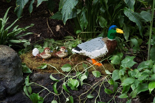 A Lego Mallard duck with ducklings at Nature Connects 2 LEGO Exhibit at Lauritzen Gardens.