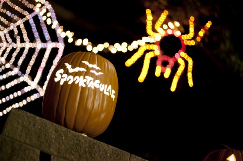 A carved pumpkin with Halloween lights in the background at the Spooktacular at the Zoo.