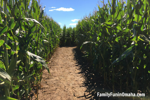 A close up of the path in the corn maze at Skinny Bones Pumpkin Patch.