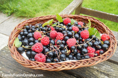 A basket of fruit sitting on top of a picnic table.