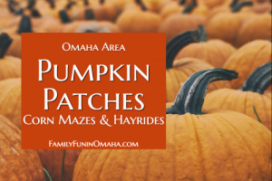 oakview nursery pumpkin patch