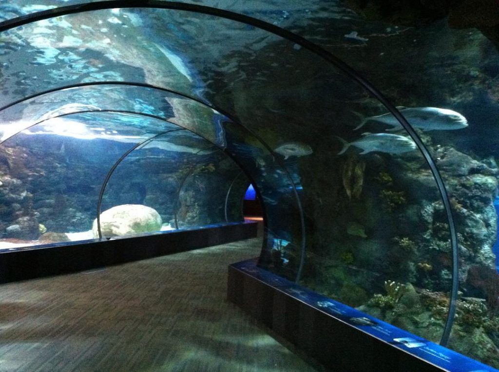 The inside of a tunnel aquarium at the Omaha Zoo and Aquarium