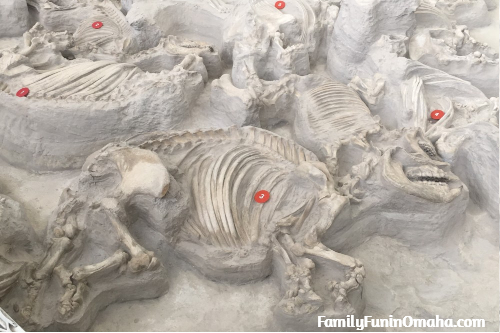 A close up of a fossil bed at Ashfall Fossil Beds