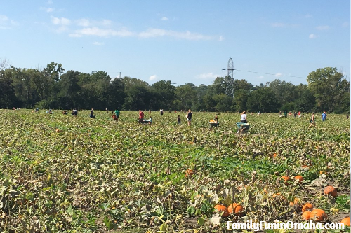 A group of people picking their own pumpkins at Markman Pumpkin Patch