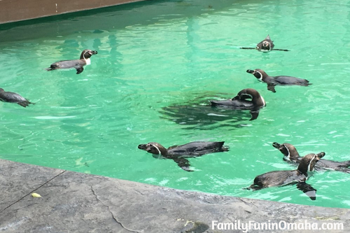 A group of penguins swimming at the Lincoln Children\'s Zoo.