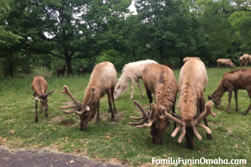 A group of reindeer at the St. Louis Grants Farm.