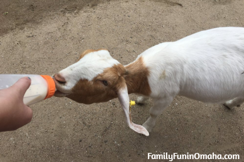 A goat drinking a bottle at the St. Louis Grants Farm.