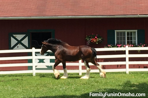 A large brown horse in front of a fence at the St. Louis Grants Farm.