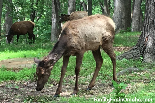 A group of elk at the St. Louis Lone Elk Park.