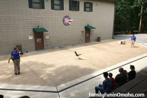 A bird landing at the St. Louis World Bird Sanctuary.