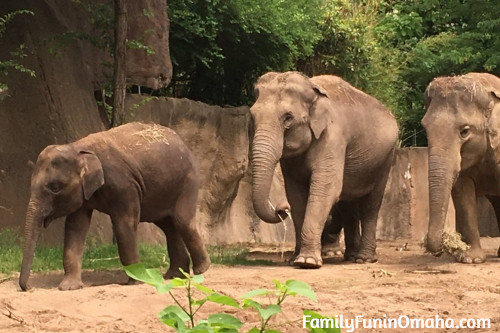 Elephants at the Saint Louis Zoo.