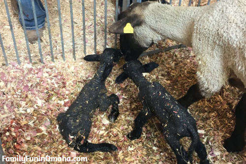 Baby lambs and their mother at the Iowa State Fair.