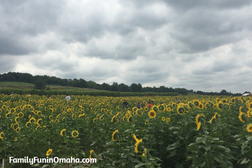 A sunflower field at Nelson Produce