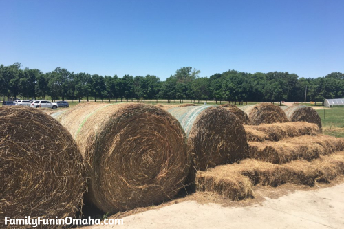 Rolls of hay at Nelson Farm.