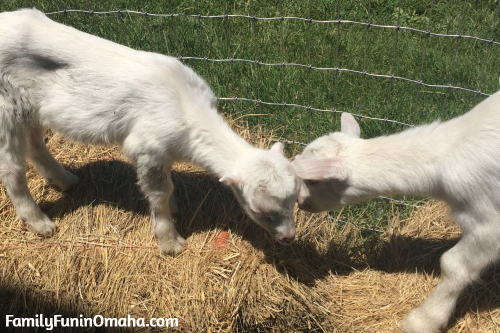 Two baby goats playing on hay beds.